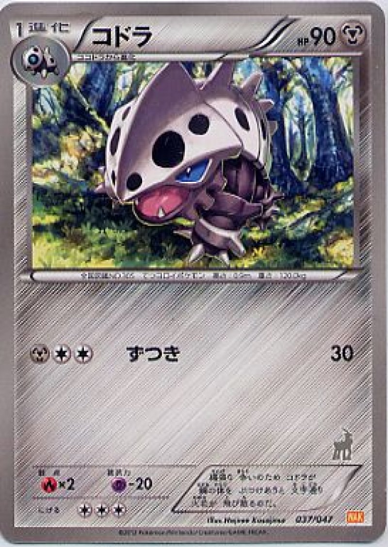 画像1: コドラ (1)