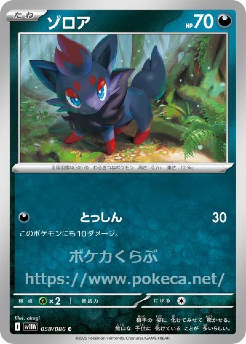 ゾロア(ポケモンカードsv11W ホワイトフレア)
