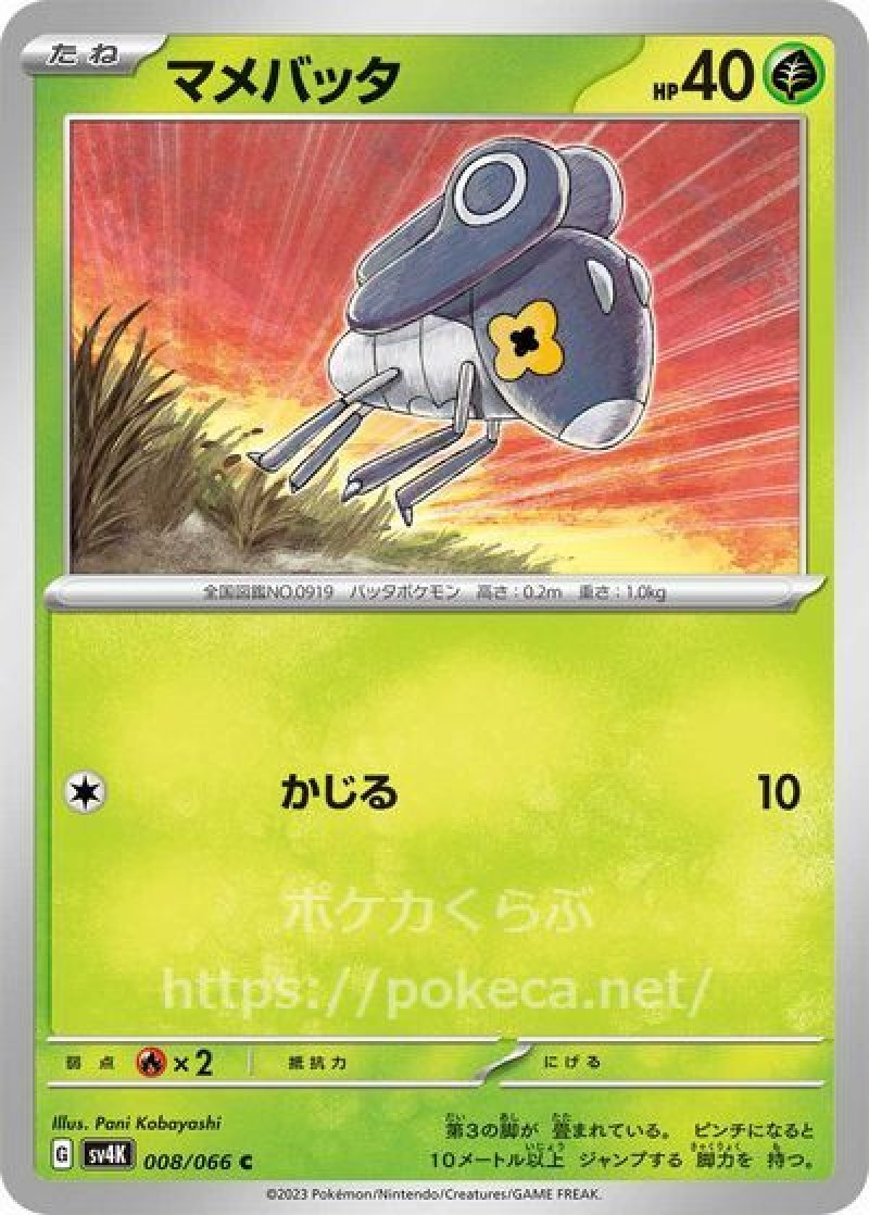 マメバッタ（かじる）